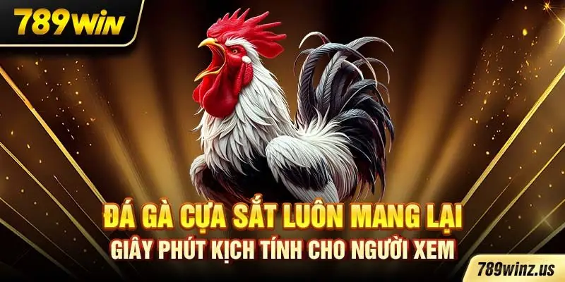 Đá gà cựa sắt luôn mang lại giây phút kịch tính cho người xem