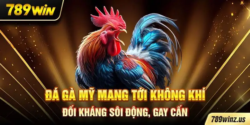 Đá gà Mỹ mang tới không khí đối kháng sôi động, gay cấn