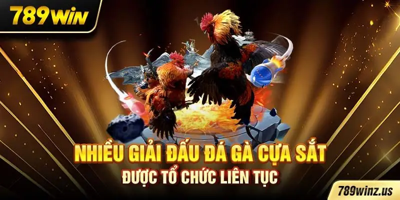 Nhiều giải đấu đá gà cựa sắt được tổ chức liên tục